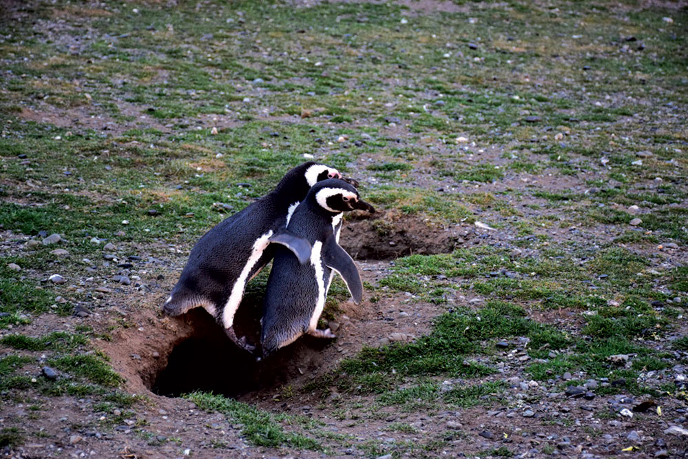 Magellanic penguins in Patagonia